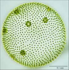 Kingdom Protista Phyla Groups