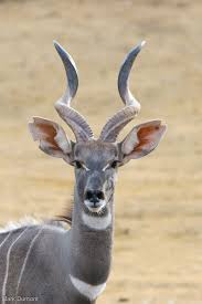 Kudu Cute Best Friend Quotes Best Friend Poems Best Friend Quotes Meaningful