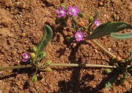 Image result for Gisekiaceae