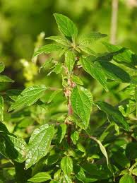 Image result for Urticaceae