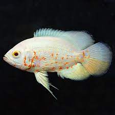 Tiger Oscar Albino Tropical Fish For Freshwater Aquariums Cichlids com tiger oscar oscar fish pet fish cichlid fish.