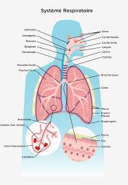 Droit devant lui… alors le petit prince remarqua gravement: Systeme Respiratoire L Association Pulmonaire