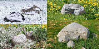 Schnell Wachsende Pflanzen Als Sichtschutz Wachsenden Pflanzen Schnell Wachsende Pflanzen Pflanzen