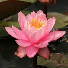 Image result for Nymphaea