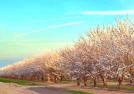 Tips for growing flowering almonds. Almond Fertilizer Recommendations Haifa Group