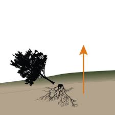 Learn how to draw half dead half alive tree pictures using these outlines or print just for coloring. Why Planting Tons Of Trees Isn T Enough To Solve Climate Change Science News