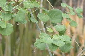 Image result for Adenia gummifera