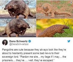 So We Officially Love The Pangolin Now Animals Pangolin Memes Mammals Funny Animals Super Funny Pictures Funny Memes