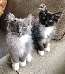 We did not find results for: Cute Kittens Gray And Black Tuxedo Domestic Longhair Cats Spike Grey And Buster Black Sweet Kitten Kittens Cutest Cute Cats And Kittens Tuxedo Kitten