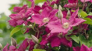 Check spelling or type a new query. Bbc Two Gardeners World 2017 Episode 20 Clematis Cuttings
