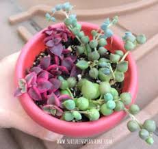 Crassula swaziens tricolor variegata 1 plant with root succulents of collection. Crassula Pellucida Variegata Calico Kitten Care Propagation Succulent Plant Care