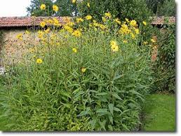 When do you plant sunchokes? Jerusalem Artichokes Like Diamonds Are Forever The Permaculture Research Institute