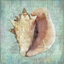 Check out these beautiful slices of caribbean conch! Conch Shell Wall Art