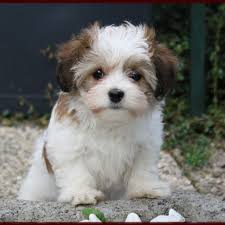 Bichon Havanais World Of Animal Havanese Puppies Havanese Havanese Dogs