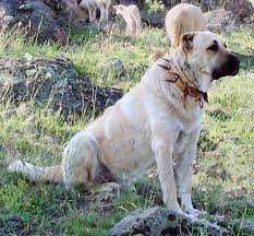 Dogs are known for their loyal behavior to their owners, including protecting their owners from anything. 60 Regal Names For Loyal Noble Female Guard Dogs Pethelpful