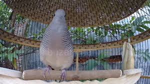 Suara burung flamboyan untuk pancing bunyi burung bahan.mp3. Download Macam Macam Suara Burung Mp3