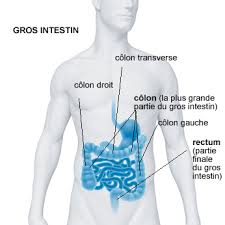 La coloscopie est un examen qui permet d'étudier la paroi interne de la totalité du côlon (gros intestin). Coloscopie Deroulement Et Risques Creapharma
