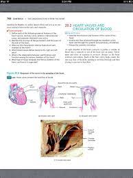 Principles Of Anatomy And Physiology Chapter 20 The Cardiovascular System The Heart 10 Book Pg 766 Nursing Notes Cpc Exam Cardiovascular System