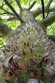 No Huggum Tree Nature Tree Weird Trees Unique Trees