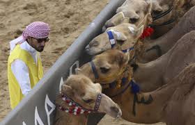 Dubai camel riding, take a step back into the ancient heritage and discover the historical dubai like 5 decades ago. Photos Inside The Big Money World Of Dubai Camel Racing World News Madison Com
