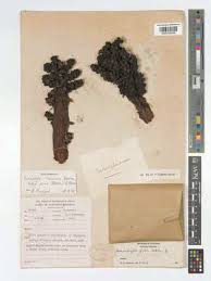 Image result for Sarcophyte piriei