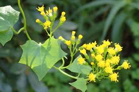 Image result for Delairea odorata