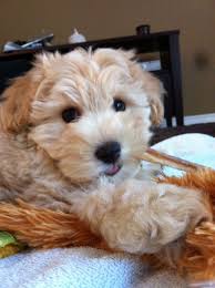 Check spelling or type a new query. Pin By Cassie Niespodziewanski On Puppies Puppies Puppies Schnoodle Puppy Schnoodle Cute Dogs