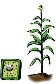 We did not find results for: Introduction Tissue Culture Transformation 1 Plant Tissue Culture Passel