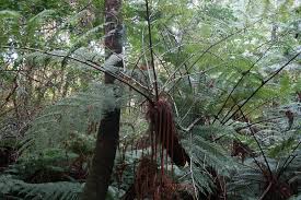 Image result for Cyathea capensis