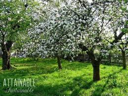 We did not find results for: List Of Fruit Trees For An Urban Orchard Small Scale Harvest