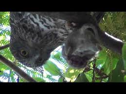 Cats, owls and tons of other nocturnal creatures go hand in hand when it comes to lurking and stalking. Powerful Owl Eating Rat In Sydney Youtube
