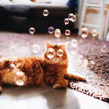非常貓咪kotleta 與牠的專屬俄羅斯攝影師kristina makeeva ginger cats cat pose cats