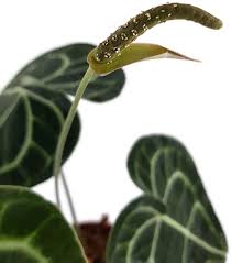 The leaves are dark green with light green underneath. Anthurium Clarinervium Flamingoblume Kaufen Fangblatt Karnivorenshop
