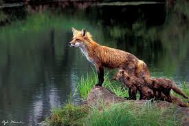 Red Fox and Kits" Shot