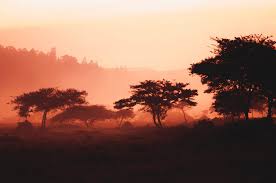 Rwanda, landscape, rice, fields, agriculture, mountains, forest, trees, nature. Specialty Coffee Origins Rwanda Kigali Landscape Commodity Trading Guru