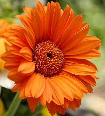 Image result for Gerbera