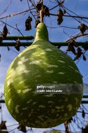 Image result for Lagenaria siceraria