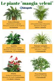 10 piante per purificare l aria di casa cure naturali it. Le Regole Per Respirare Aria Pulita In Casa Anche Con Una Pianta Il Salvagente