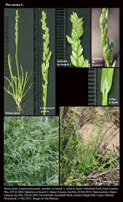 Image result for Poa schimperiana