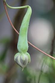 Image result for Ipomoea turbinata