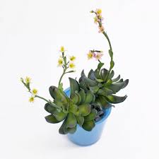 Rosa che dura anni confezionata in un box trasparente. Eonio Di Plastica Charlize Con Fiori Su Gambo Giallo 30cm Succulente Artificiali