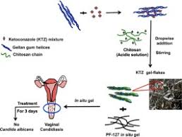 Prevention and treatment of infections in which the yeast malassezia (previously called pityrosporum) is likely to be. Efficacy Of Ketoconazole Gel Flakes In Treatment Of Vaginal Candidiasis Formulation In Vitro And Clinical Evaluation Sciencedirect
