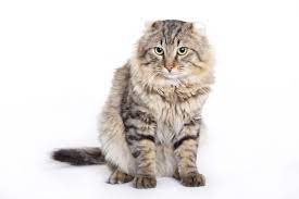 American Longhair Cat Breed Size Appearance Personality