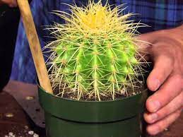 Using the following techniques do not lift a cactus solely by its roots. How To Repot A Large Cactus World Of Succulents Cactus Care Cacti And Succulents Succulents