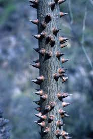 Image result for Mayaca baumii