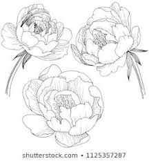 Anemone Clipart Black And White Similar Images Stock Photos Vectors Of Drawing Anemone Flowers Illustration Vector Clipart 619695716 Shu Peony Drawing Peony Illustration Flower Drawing