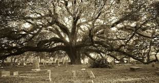 Glenwood Cemetary Houston Tx Source Http Blogs Houstonpress Com Hairballs 2011 03 Ten Alternative Places To Visi Php Pag Cemetary Glenwood Howard Hughes