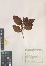 Image result for Myrsinaceae