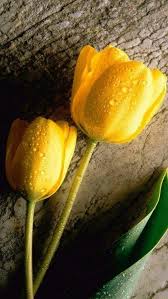 Pin By Martina Spahn On Fondos Yellow Tulips Tulips Flower Backgrounds