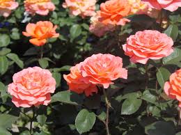 Hitta perfekta tea time bilder och redaktionellt nyhetsbildmaterial hos getty images. Edelrose Tea Time Deine Neue Sorte Exklusives Rosen Wissen